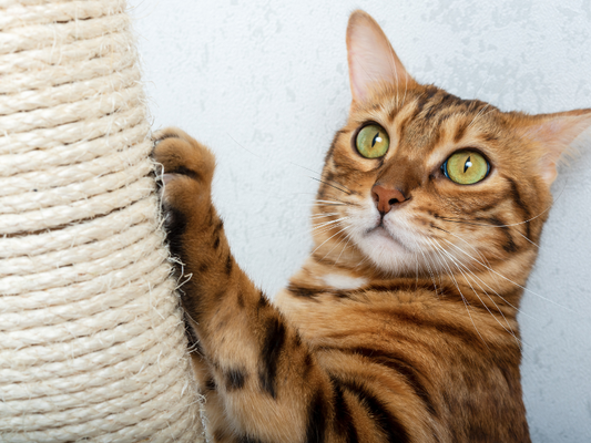 Il tiragraffi: un must-have per la felicità del tuo gatto
